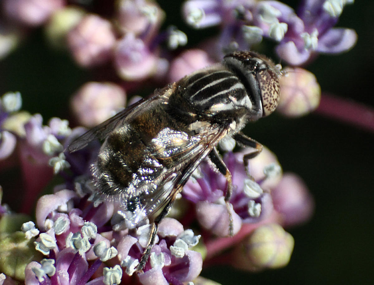 Eristalinus aenus ?